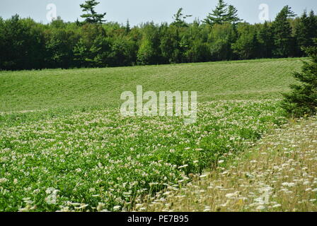 Die Blütezeit der Kartoffeln mit einem Wald im Hintergrund auf Prince Edward Island, Kanada Stockfoto