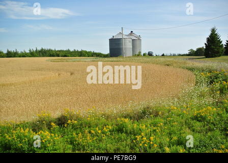 Golden Müsli Feld mit Silos und blauen Himmel im Hintergrund, ländliche Prince Edward Island, Kanada Stockfoto