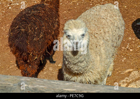 Israel, Negev, Mitzpe Ramon, das Alpaka Farm Stockfoto