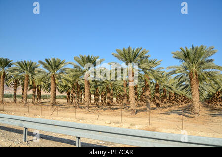 Termine Palm Tree Plantation im Kibbutz Ein Gedy am Ufer des Toten Meeres, Israel Stockfoto