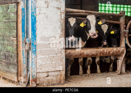 Bauernhof für die Zucht von Rindern, die Stiere sind im Stall. Stockfoto