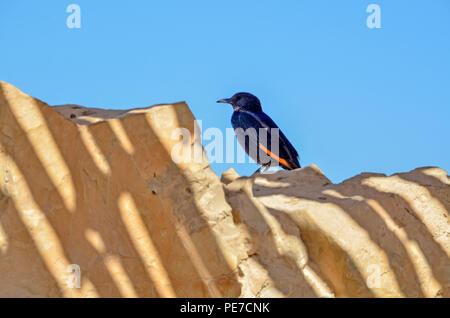 Männliche Tristram's Starling oder Tristram Grackle (Onychognathus tristramii's). In Israel, dem Toten Meer fotografiert, im Dezember Stockfoto