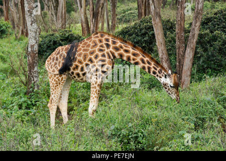 Rothschild Giraffe Browsen in Wald bei EINPAAR Giraffe Center, Nairobi, Kenia Stockfoto