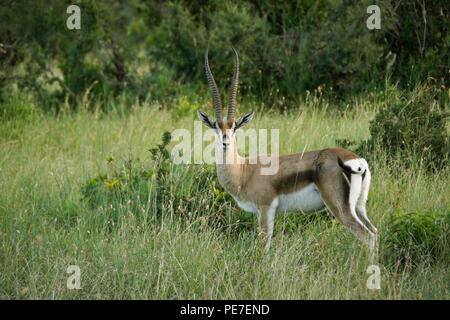 Die männlichen Grant gazelle stehen in langen Gras, Ol Pejeta Conservancy, Kenia Stockfoto