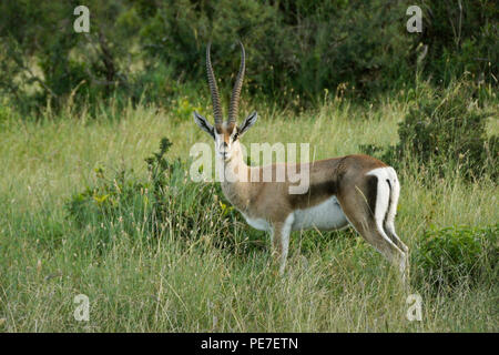 Die männlichen Grant gazelle stehen in langen Gras, Ol Pejeta Conservancy, Kenia Stockfoto