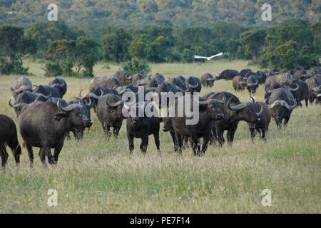Herde von Kapstadt Büffel Ol Pejeta Conservancy, Kenia Stockfoto