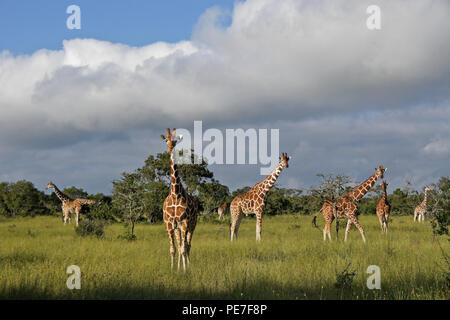 Eine Reise (Gruppe) von netzgiraffen, Ol Pejeta Conservancy, Kenia Stockfoto