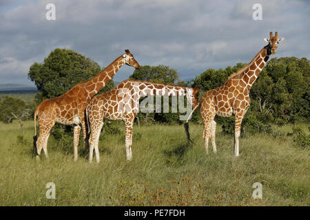 Netzgiraffen mit drei verschiedenen Mustern (männlich, weiblich zur Paarung bereit), Ol Pejeta Conservancy, Kenia Stockfoto