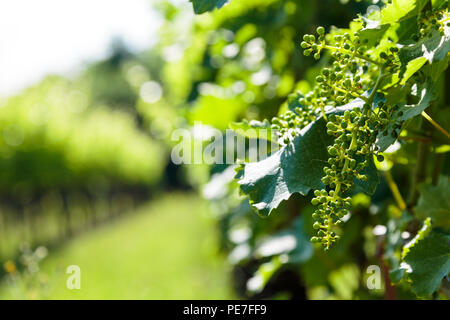 Die Weinberge von Buttrio in einem Sommertag. Collio Friulano, Provinz Udine, Friaul-Julisch-Venetien, Italien Stockfoto