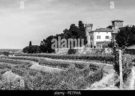 Die Weinberge von Buttrio in einem Sommertag. Collio Friulano, Provinz Udine, Friaul-Julisch-Venetien, Italien Stockfoto