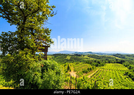 Die Weinberge von Buttrio in einem Sommertag. Collio Friulano, Provinz Udine, Friaul-Julisch-Venetien, Italien Stockfoto