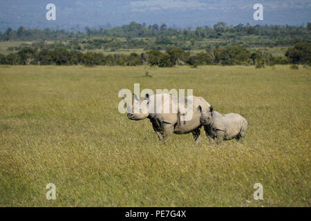 Schwarze Nashorn mit Kalb, Ol Pejeta Conservancy, Kenia Stockfoto