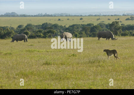 Cheetah unter grasenden weißen Nashörner, Ol Pejeta Conservancy, Kenia Stockfoto
