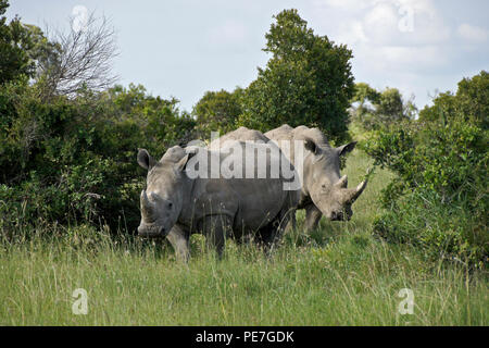 Breitmaulnashörner im Busch, Ol Pejeta Conservancy, Kenia Stockfoto