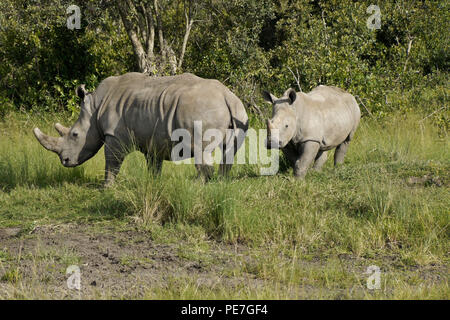 White Rhino mit Kalb, Ol Pejeta Conservancy, Kenia Stockfoto