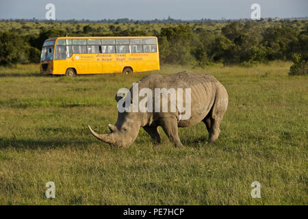 Schülerinnen und Schüler auf einem Ausflug zeigen Sie eine weiße Nashorn Beweidung, Ol Pejeta Conservancy, Kenia Stockfoto