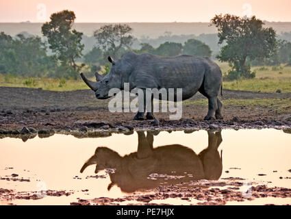 Weißes Nashorn in Wasserloch bei Sonnenaufgang reflektiert, Ol Pejeta Conservancy, Kenia Stockfoto