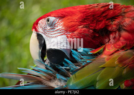 Scarlet Macaw putzen die schöne Federn Stockfoto