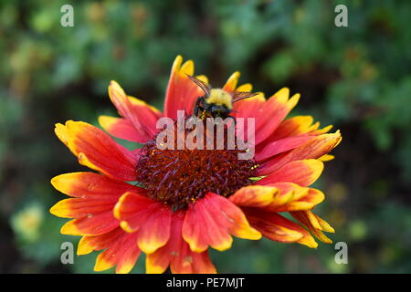 Eine Biene in einem feuerrad (Gaillardia pulchella), Tadoussac, Kanada Stockfoto