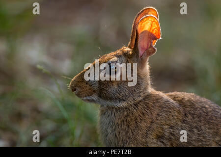 Östlichen cottontail Rabbit (Sylvilagus floridanus) mit Hintergrundbeleuchtung Ohren. Stockfoto