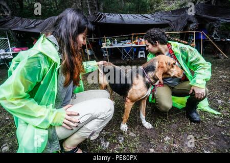 Perro de Campo encontrado Herido, atendido rescatado y por integrantes de Expedición Entdeckung Madrense.... Discovery Madrense expedición De Greate Stockfoto