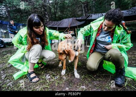 Perro de Campo encontrado Herido, atendido rescatado y por integrantes de Expedición Entdeckung Madrense.... Discovery Madrense expedición De Greate Stockfoto