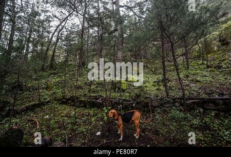 Perro de Campo encontrado Herido, atendido rescatado y por integrantes de Expedición Entdeckung Madrense.... Discovery Madrense expedición De Greate Stockfoto