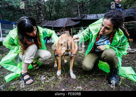 Perro de Campo encontrado Herido, atendido rescatado y por integrantes de Expedición Entdeckung Madrense.... Discovery Madrense expedición De Greate Stockfoto