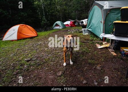 Perro de Campo encontrado Herido, atendido rescatado y por integrantes de Expedición Entdeckung Madrense.... Discovery Madrense expedición De Greate Stockfoto