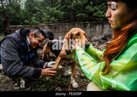 Perro de Campo encontrado Herido, atendido rescatado y por integrantes de Expedición Entdeckung Madrense.... Discovery Madrense expedición De Greate Stockfoto
