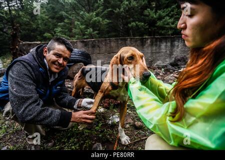 Perro de Campo encontrado Herido, atendido rescatado y por integrantes de Expedición Entdeckung Madrense.... Discovery Madrense expedición De Greate Stockfoto