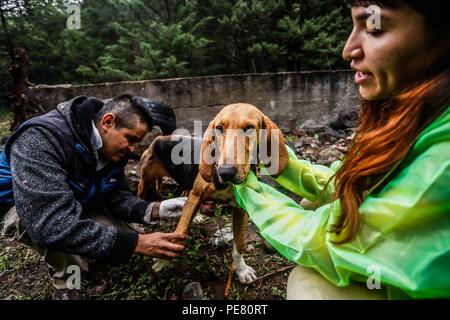 Perro de Campo encontrado Herido, atendido rescatado y por integrantes de Expedición Entdeckung Madrense.... Discovery Madrense expedición De Greate Stockfoto