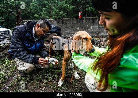 Perro de Campo encontrado Herido, atendido rescatado y por integrantes de Expedición Entdeckung Madrense.... Discovery Madrense expedición De Greate Stockfoto