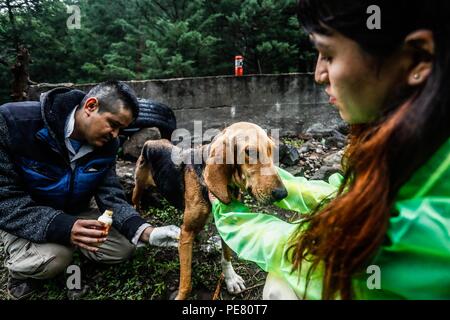 Perro de Campo encontrado Herido, atendido rescatado y por integrantes de Expedición Entdeckung Madrense.... Discovery Madrense expedición De Greate Stockfoto