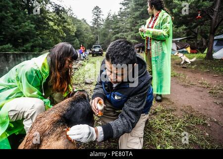 Perro de Campo encontrado Herido, atendido rescatado y por integrantes de Expedición Entdeckung Madrense.... Discovery Madrense expedición De Greate Stockfoto