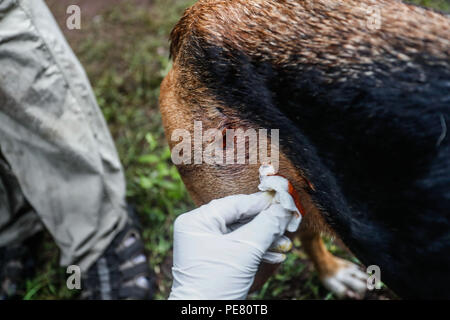 Perro de Campo encontrado Herido, atendido rescatado y por integrantes de Expedición Entdeckung Madrense.... Discovery Madrense expedición De Greate Stockfoto