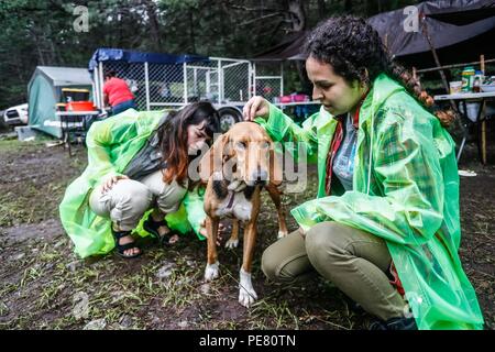Perro de Campo encontrado Herido, atendido rescatado y por integrantes de Expedición Entdeckung Madrense.... Discovery Madrense expedición De Greate Stockfoto