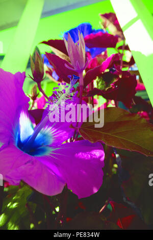 Nahaufnahme von einem schönen violetten Hibiskus Blume. Selektive konzentrieren. Stockfoto