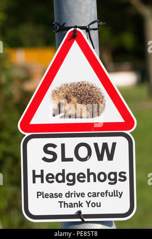 Igel (Erinaceus europaeus), Zeichen warnen nicht zu schnell zu fahren und gefährdete Igel, die versuchen, die Straße im städtischen Bereich zu töten. Stockfoto