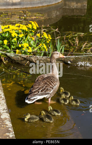 Graugans (Anser anser) Eltern mit gänschen im Garten für die Tierwelt in der RSPB hq verwaltet. Stockfoto