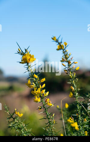 Helle gelbe Blume auf grünem dornigen Stengel einer blühenden Ginster Bush Stockfoto