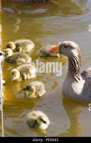 Graugans (Anser anser) Eltern mit gänschen im Garten für die Tierwelt in der RSPB hq verwaltet. Stockfoto