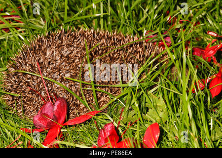 Igel (Erinaceus europaeus) unter Fuschia Bush in der Nacht im Garten, bedrohte Arten, die auf Grund von geeigneten habtat und der zur Verfügung stehenden Nahrung zu Laack Stockfoto