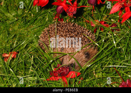 Igel (Erinaceus europaeus) unter Fuschia Bush in der Nacht im Garten, bedrohte Arten, die auf Grund von geeigneten habtat und der zur Verfügung stehenden Nahrung zu Laack Stockfoto