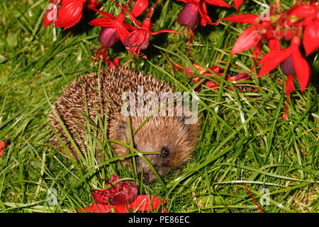 Igel (Erinaceus europaeus) unter Fuschia Bush in der Nacht im Garten, bedrohte Arten, die auf Grund von geeigneten habtat und der zur Verfügung stehenden Nahrung zu Laack Stockfoto