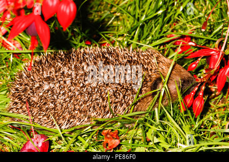 Igel (Erinaceus europaeus) unter Fuschia Bush in der Nacht im Garten, bedrohte Arten, die auf Grund von geeigneten habtat und der zur Verfügung stehenden Nahrung zu Laack Stockfoto