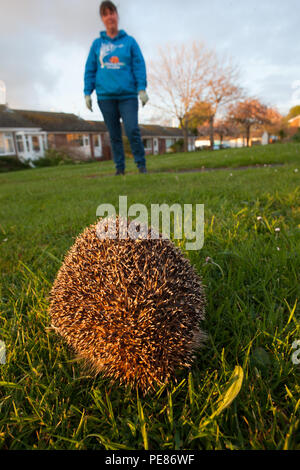 Igel (Erinaceus europaeus), für Erwachsene freigegeben wurde, damit sie vor Wandern. Auf Tau/Regen durchnässt kommunalen Rasen in Immobilien von Bungalows in für einen Monat von Tracy Pierce Pressemitteilung Zurück in die Wildnis, wo es ursprünglich in schlechtem Zustand gefunden wurde - Sequenz 2 rehabilitiert worden. Stockfoto