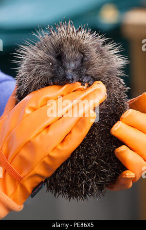 Igel (Erinaceus europaeus) Igel Pflegeperson trägt orange Schutzhandschuhe gehalten wird Stockfoto