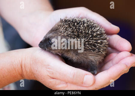 Igel (Erinaceus europaeus), Youngster in pflegenden Hände in Igel Krankenhaus Stockfoto