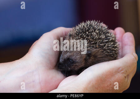 Igel (Erinaceus europaeus), Youngster in pflegenden Hände in Igel Krankenhaus Stockfoto